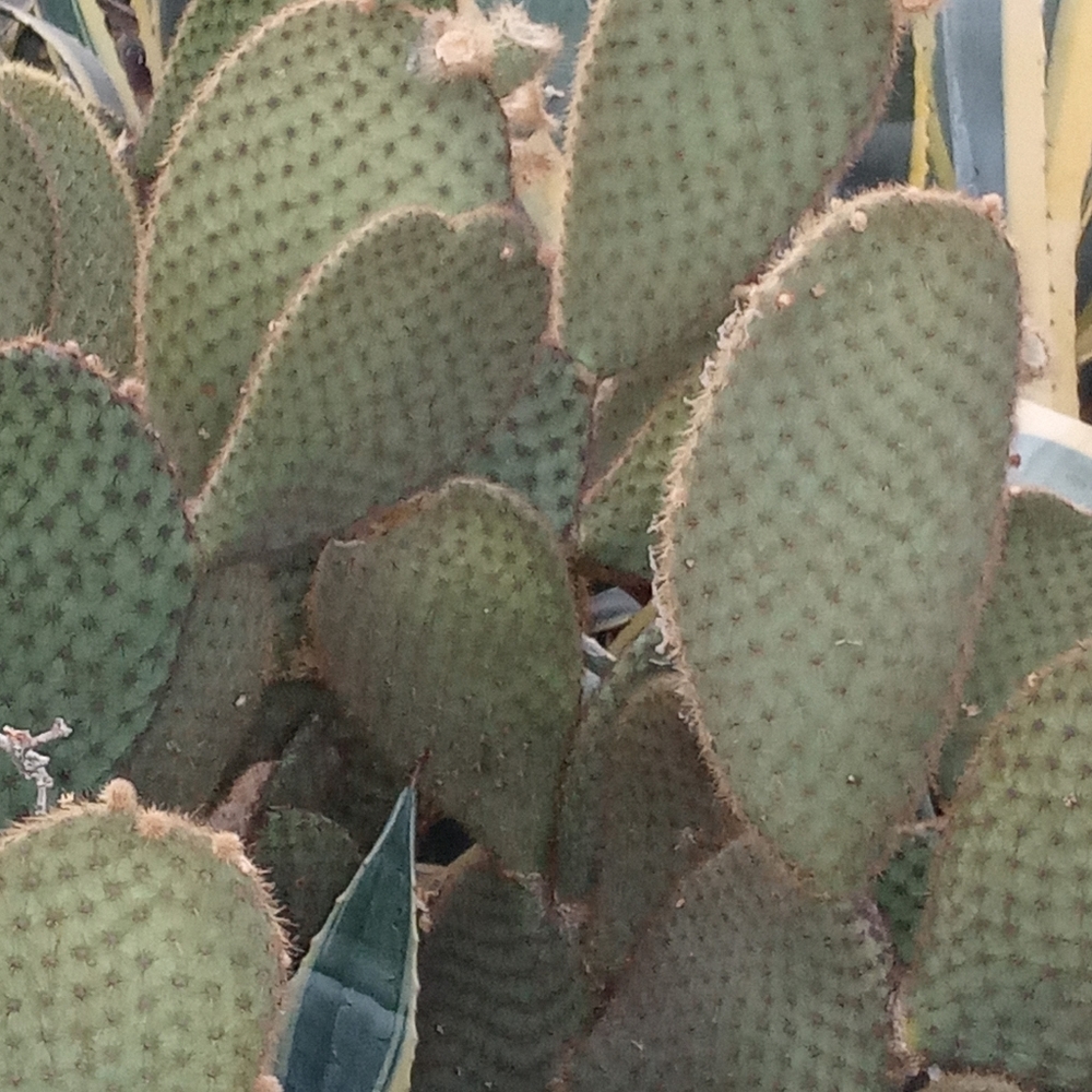 Prickly Pear pad